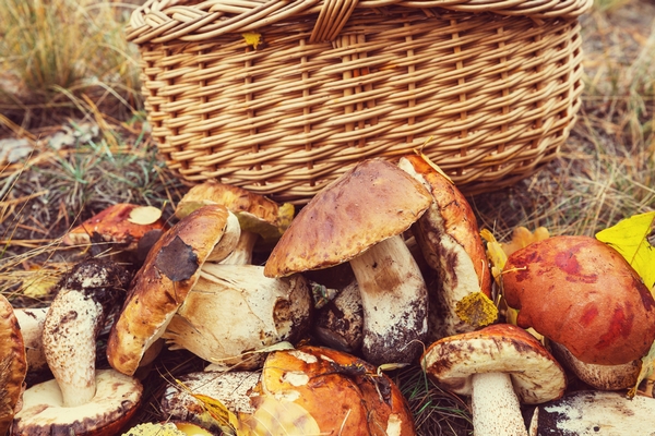 What Countries are the Best for Mushroom Hunting?