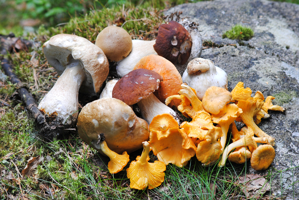 What to Bring Mushroom Hunting? – Checklist