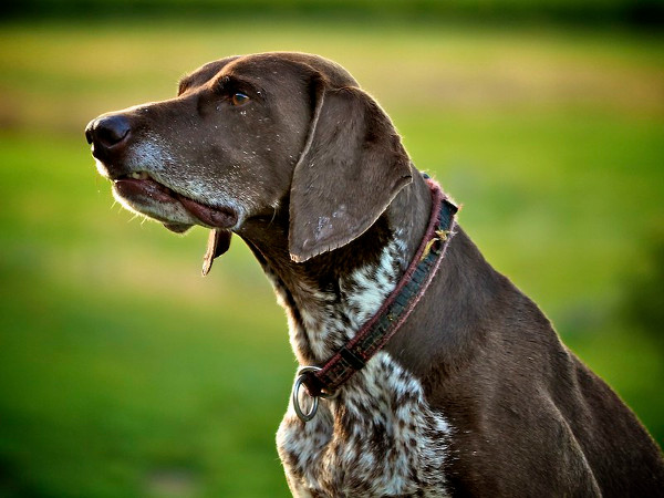 German Shorthaired Pointer for mushroom hunting