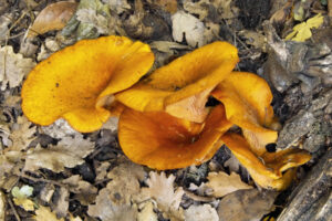 Jack O'Lantern Mushroom Identification - Features, Habitat and more