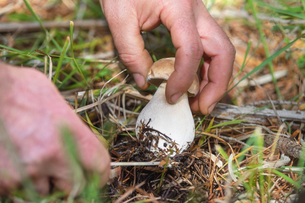 Sustainable Mushroom Foraging Tips for Responsible Harvesting