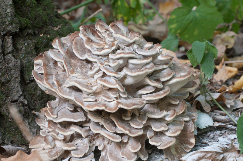 Hen of the Woods Mushroom