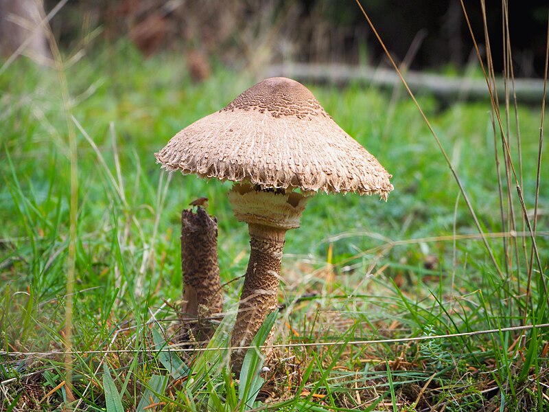 False Parasol Mushroom Identification