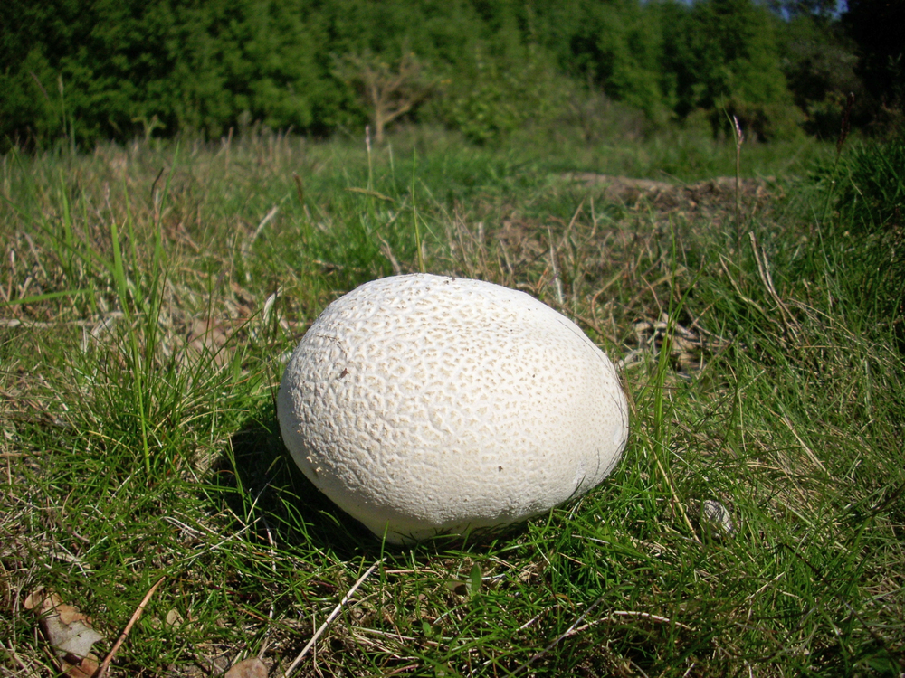 Giant Puffballs: Essential Identification Features