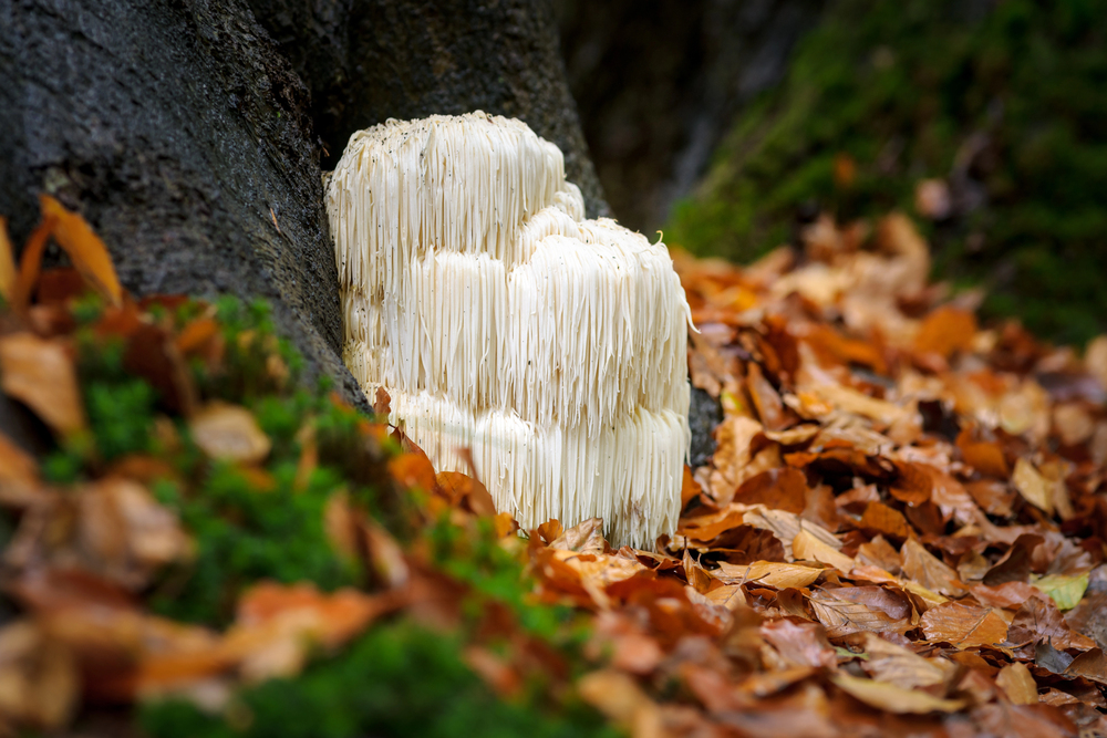 Lion’s Mane: Identifying This Distinctive Fungus