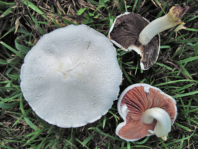 Meadow Mushroom Identification Guide