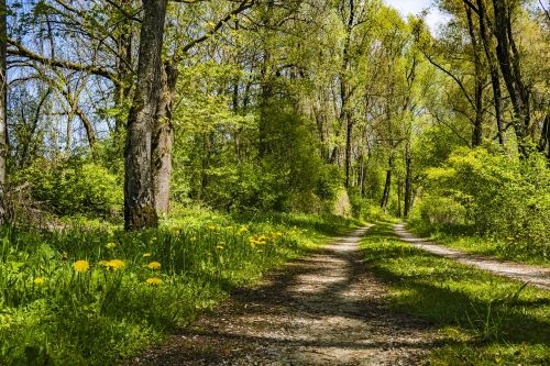 US Spring Mushroom Hunting Calendar (March-June)