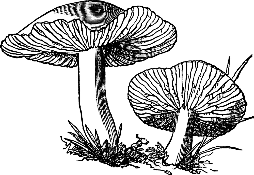 Basic Mushroom Anatomy for Beginners